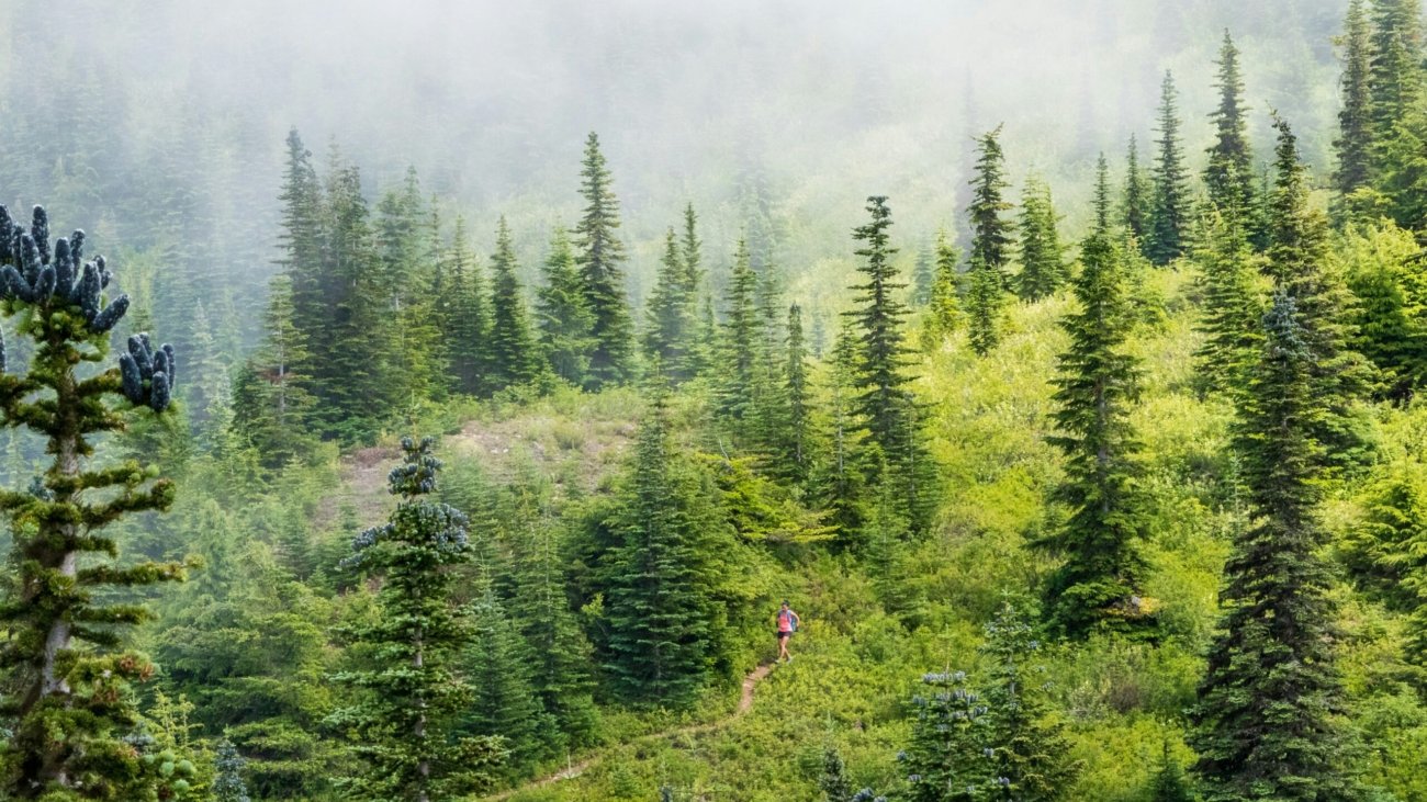 aerial view photography of person walking between pine trees